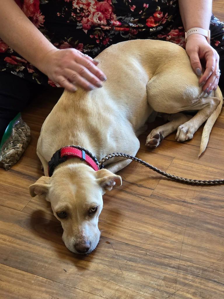 Mia, Adoptable, Young Female Mixed Breed.