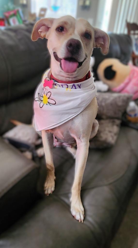 Mia, a Adoptable Mixed Breed in Mesa, AZ image 2/3