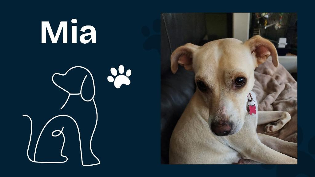 Mia, a Adoptable Mixed Breed in Mesa, AZ image 3/3