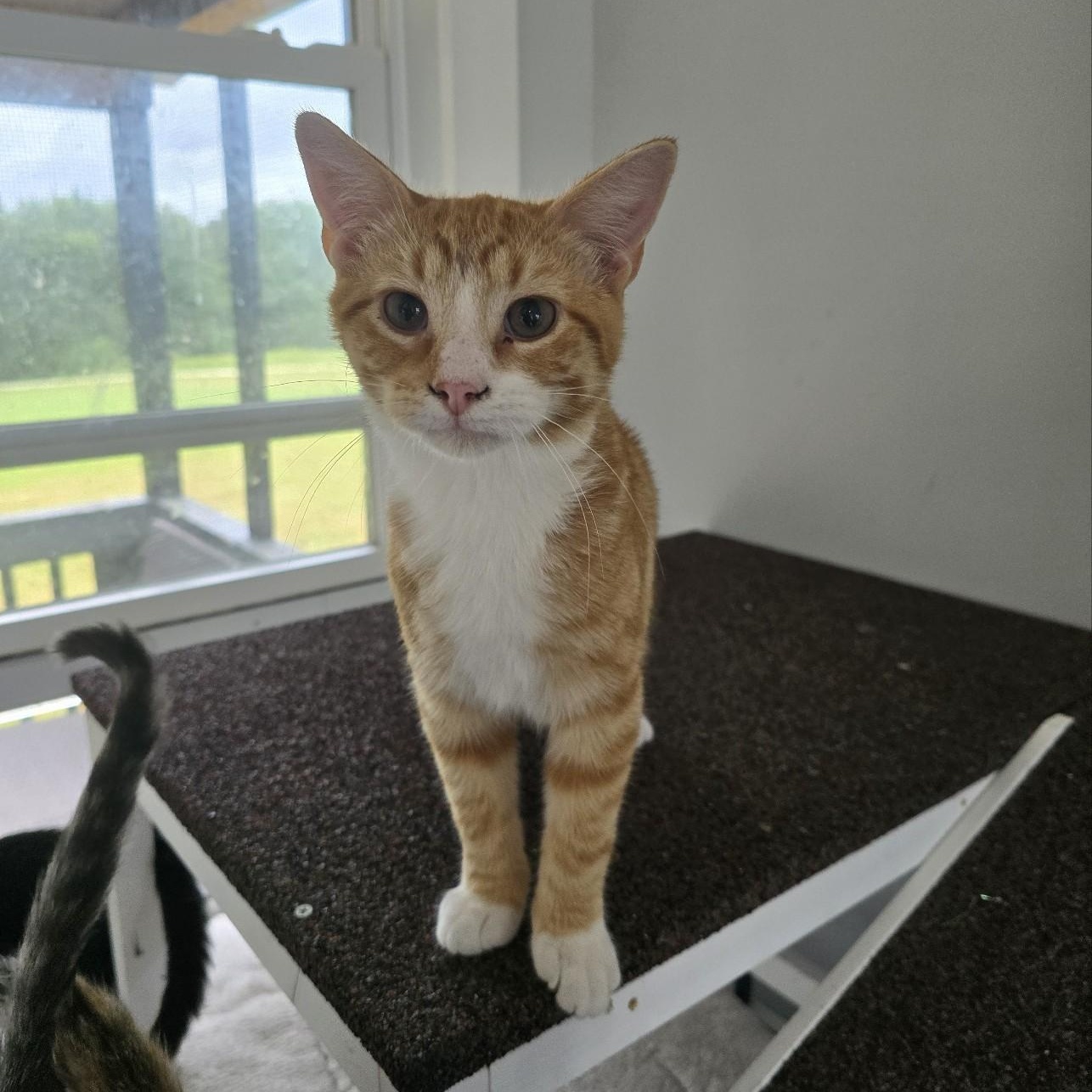 Enlarge Coyote, a Adoptable Domestic Short Hair in Beaufort, MO image 2/2