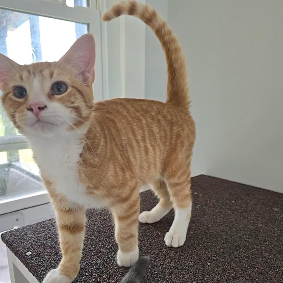 Enlarge Coyote, a Adoptable Domestic Short Hair in Beaufort, MO image 1/2