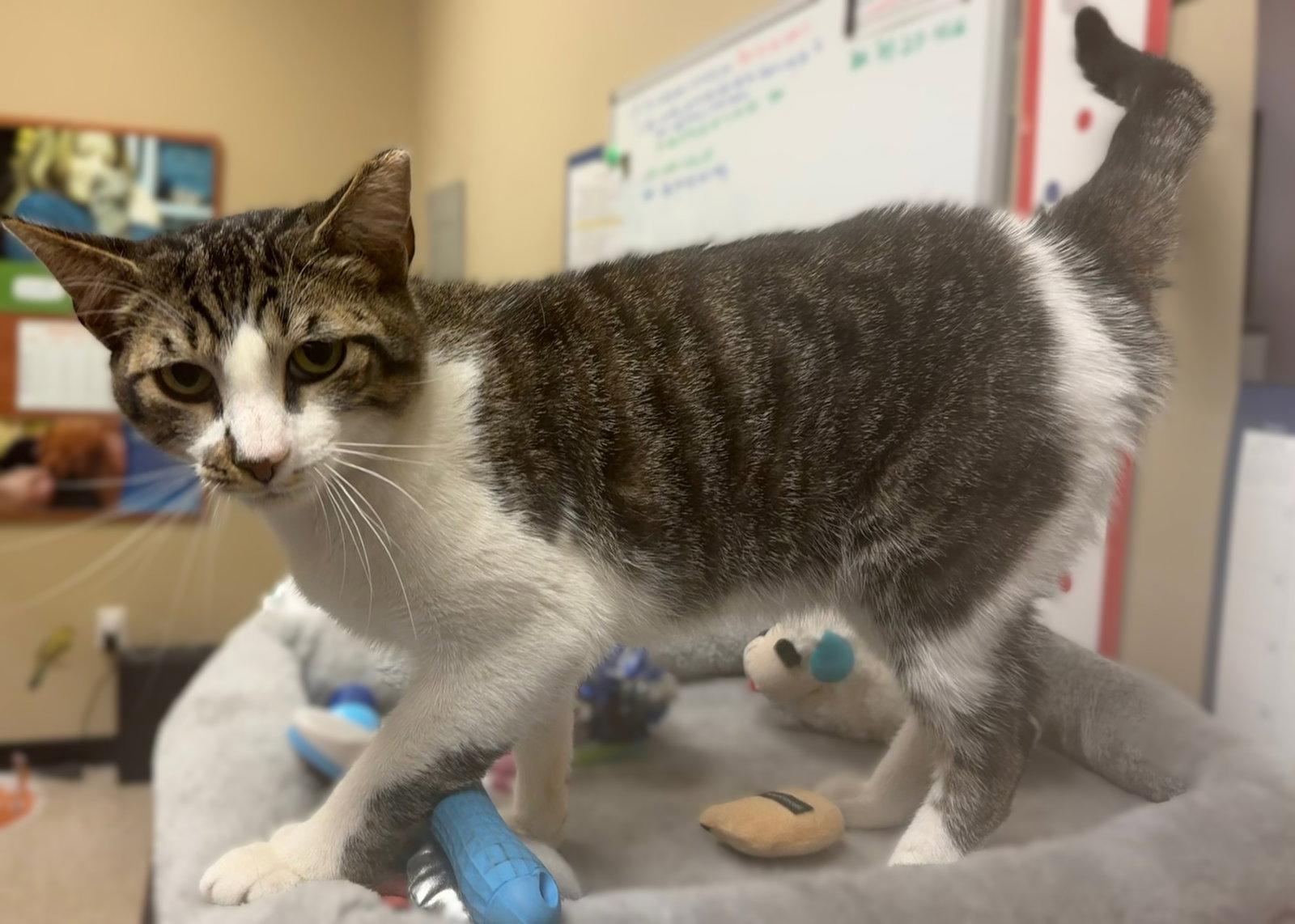 Enlarge Lloyd, a Adoptable Domestic Short Hair in Herndon, VA image 1/3