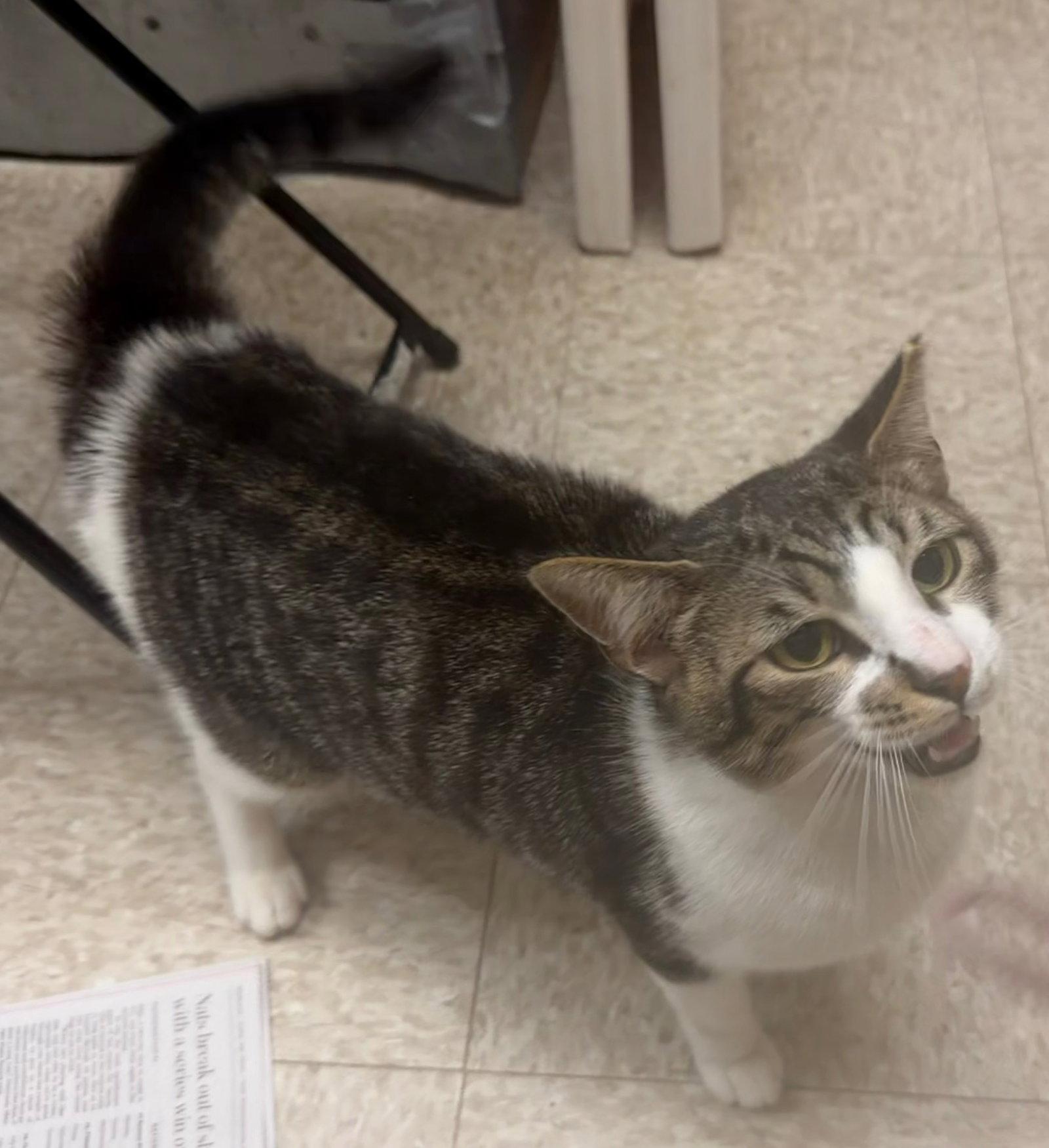 Enlarge Lloyd, a Adoptable Domestic Short Hair in Herndon, VA image 2/3