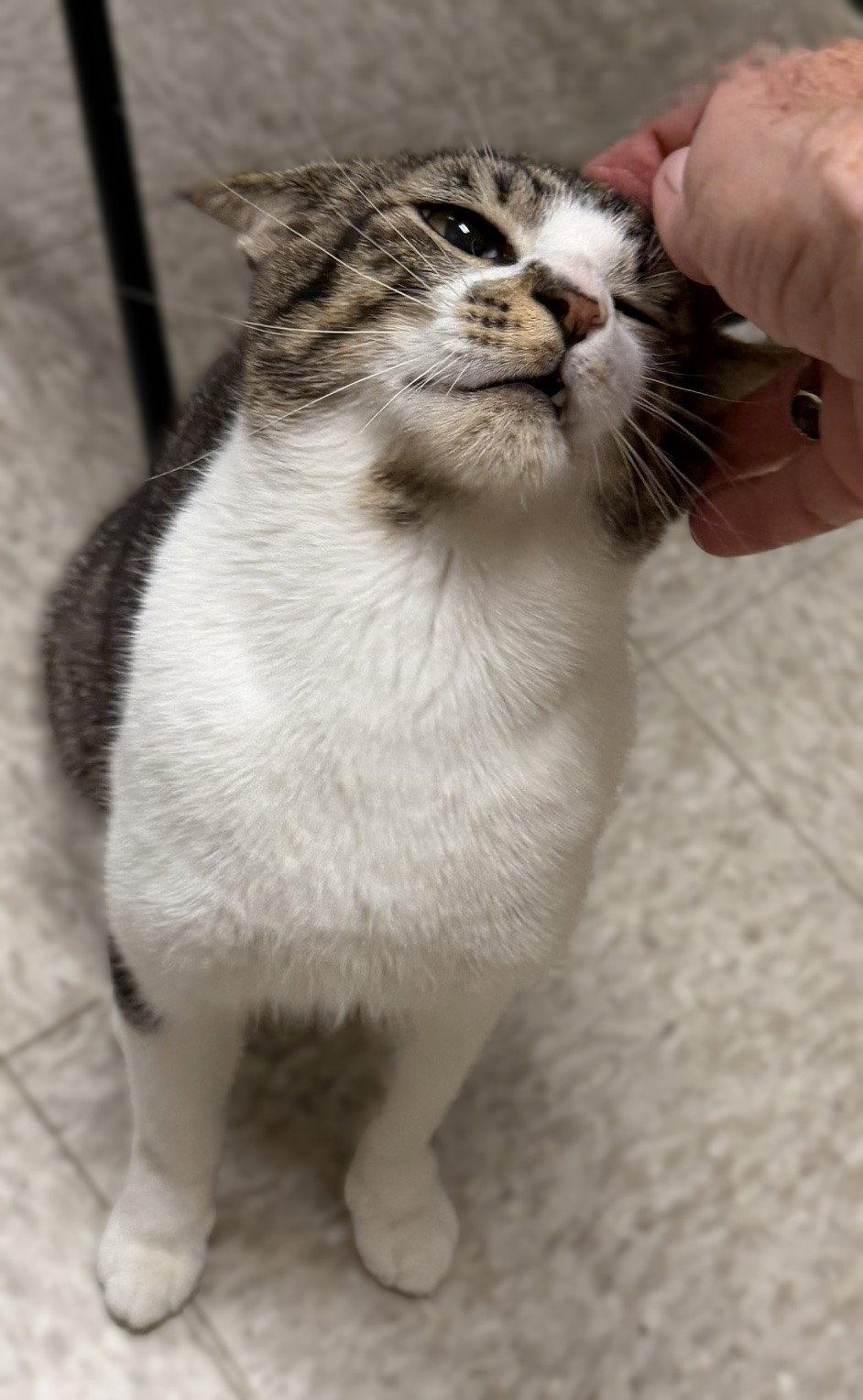 Enlarge Lloyd, a Adoptable Domestic Short Hair in Herndon, VA image 3/3