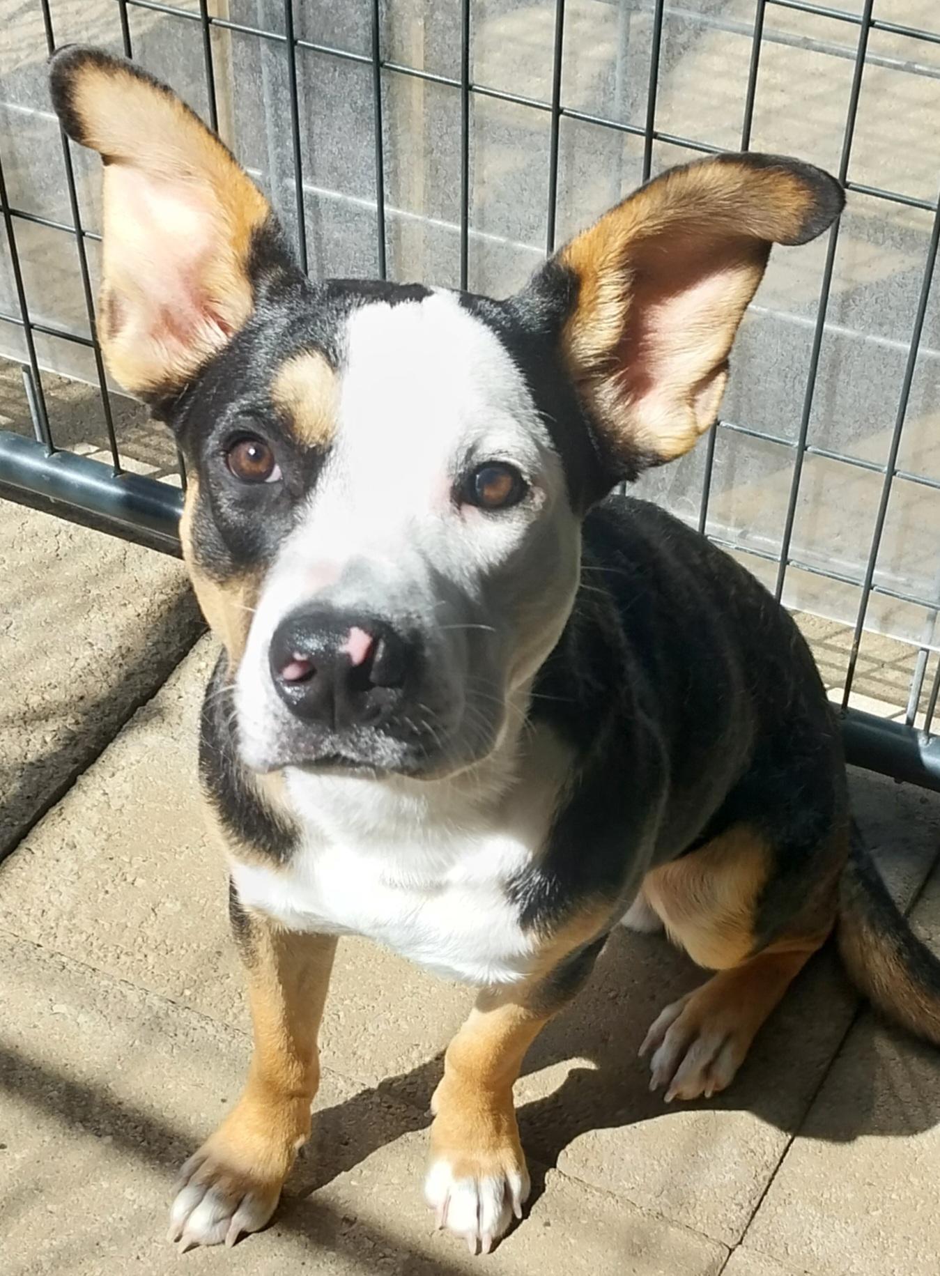 SONIC, Adoptable, Young Male Pit Bull Terrier & Beagle.