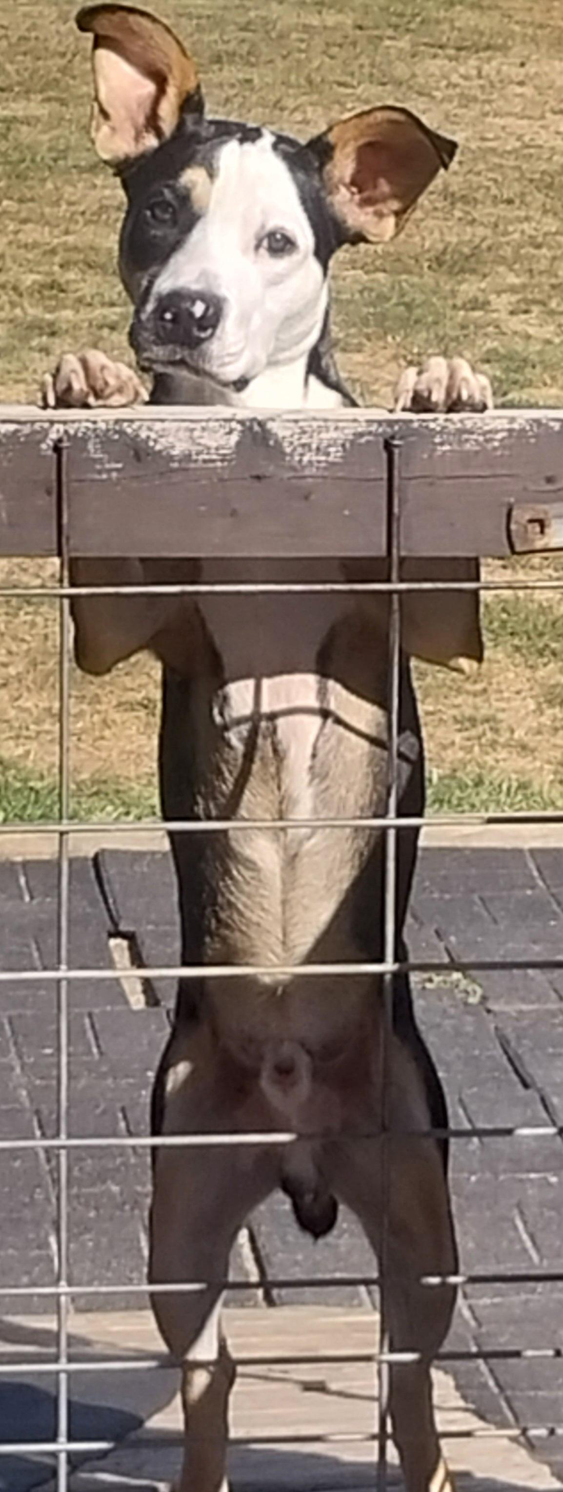 SONIC, a Adoptable mixed breed in Louisville, OH image 3/3