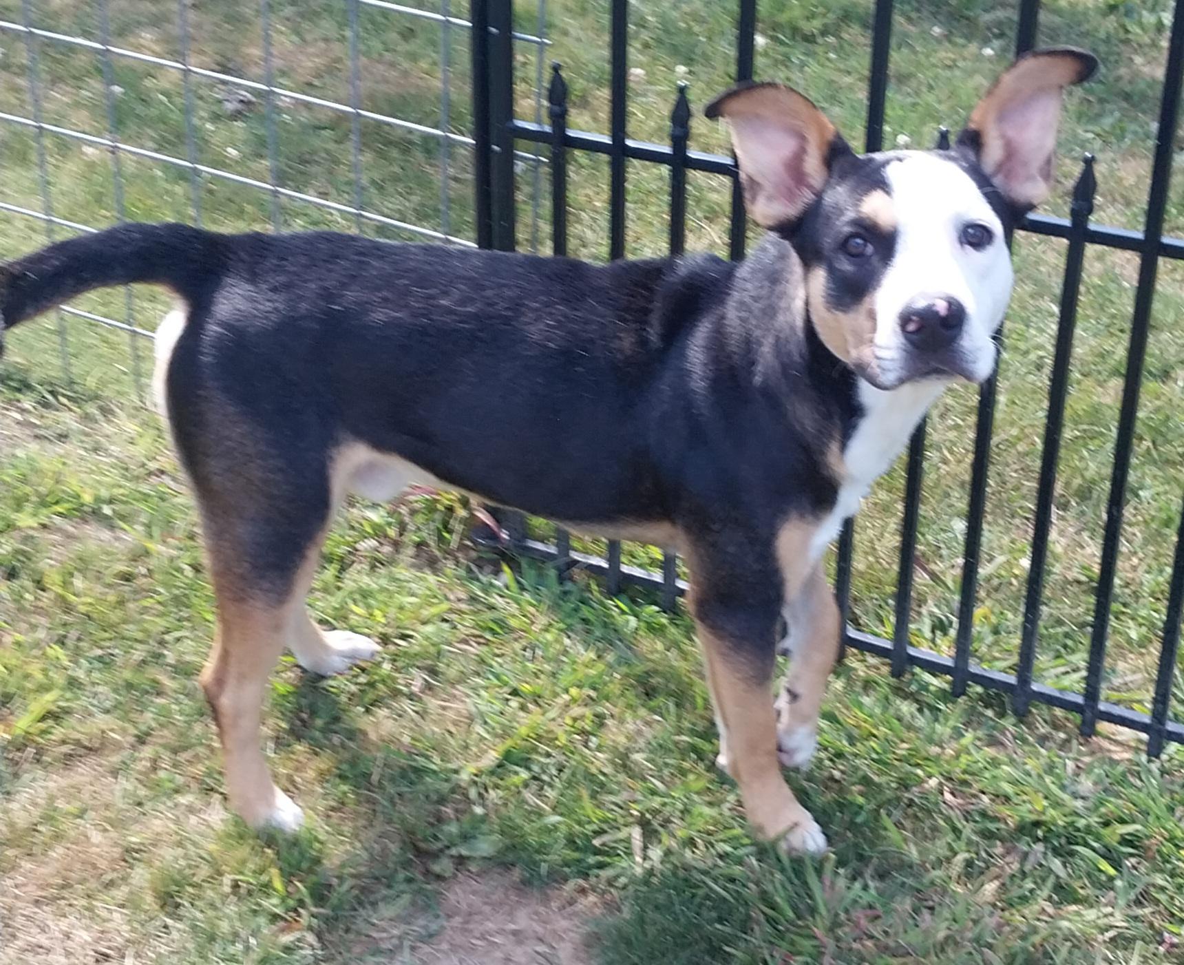 SONIC, a Adoptable mixed breed in Louisville, OH image 2/3