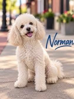 Norman, Adoptable, Adult Male Miniature Poodle.