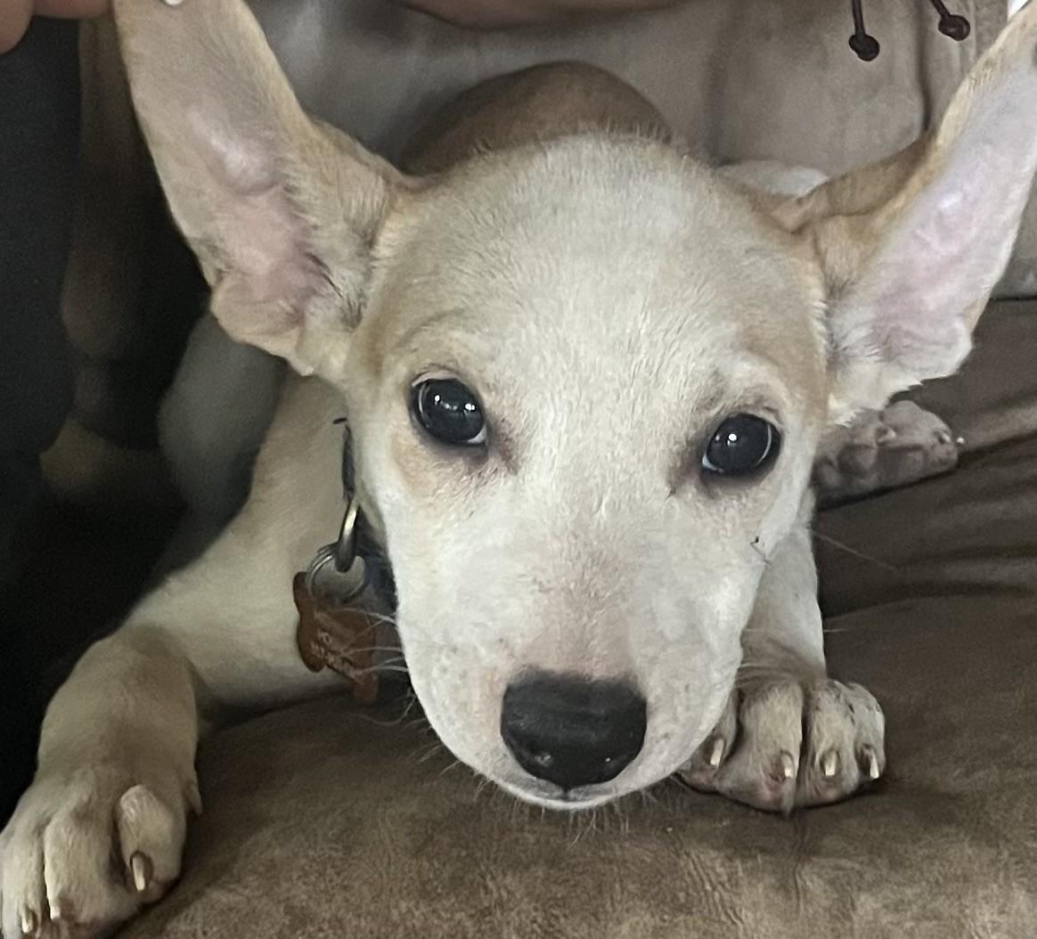 JENNY, a Adoptable mixed breed in fort worth, TX image 1/6