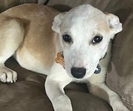 JENNY, a Adoptable mixed breed in fort worth, TX image 2/6