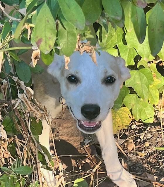 JENNY, Adoptable, Puppy Female Mixed Breed & Shepherd.