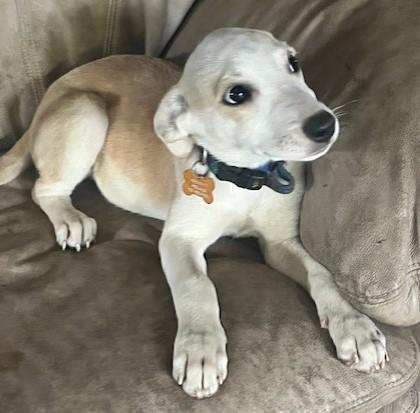 JENNY, a Adoptable mixed breed in fort worth, TX image 4/6