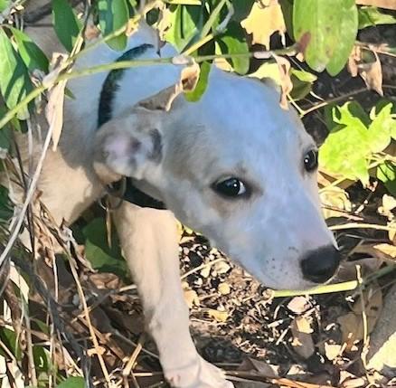 JENNY, a Adoptable mixed breed in fort worth, TX image 5/6