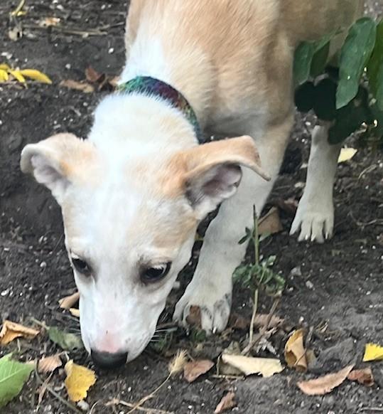 JENNY, a Adoptable mixed breed in fort worth, TX image 6/6