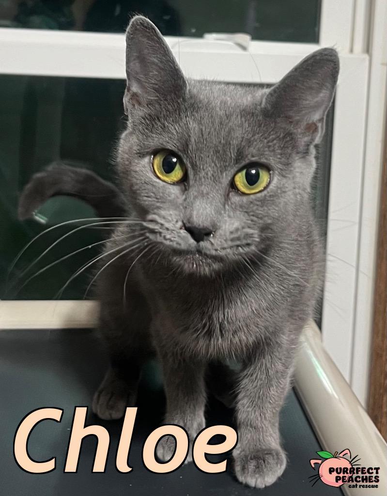 Chloe, Adoptable, Kitten Female Russian Blue & Domestic Short Hair.