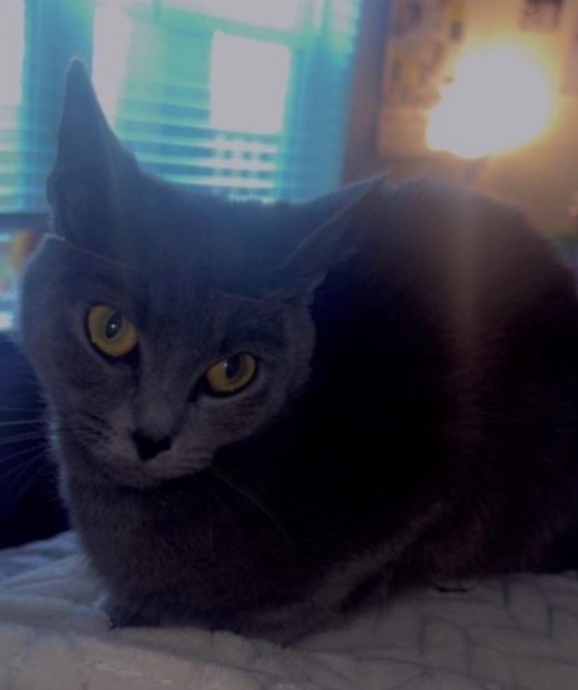 Enlarge Chloe, a Adoptable mixed breed in Douglasville, GA image 2/2