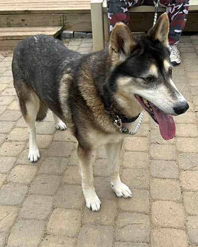yui, Adoptable, Senior Female Siberian Husky & German Shepherd Dog.