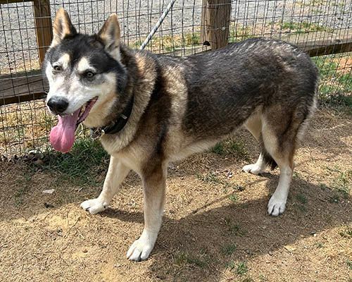 yui, a Adoptable mixed breed in Lake Wylie, SC image 3/12