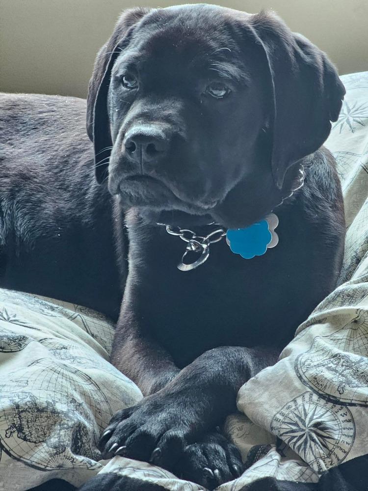 Enlarge Caesar, a Adoptable mixed breed in Wausau, WI image 1/5