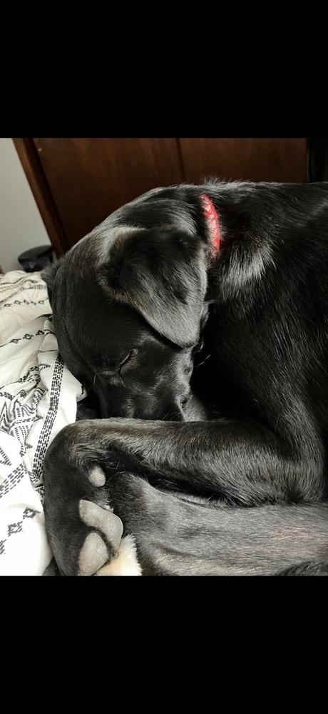 Enlarge Caesar, a Adoptable mixed breed in Wausau, WI image 2/5