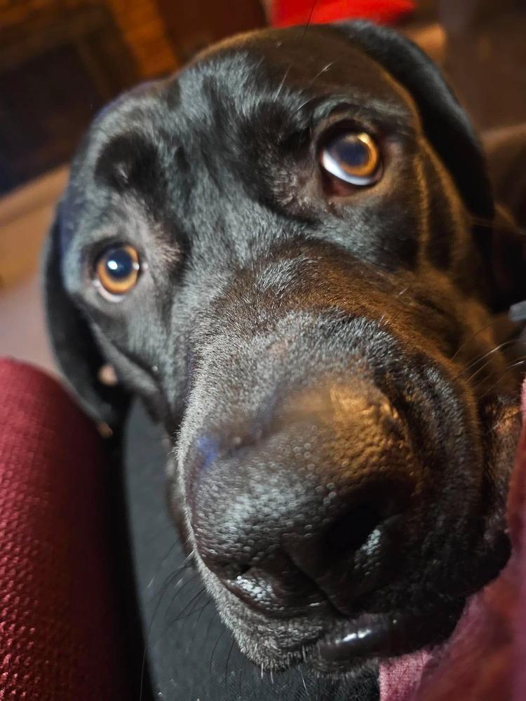 Enlarge Caesar, a Adoptable mixed breed in Wausau, WI image 3/5