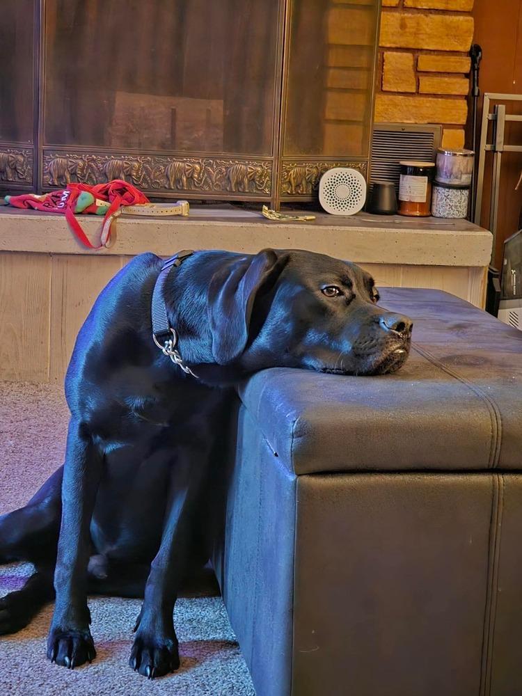 Enlarge Caesar, a Adoptable mixed breed in Wausau, WI image 4/5