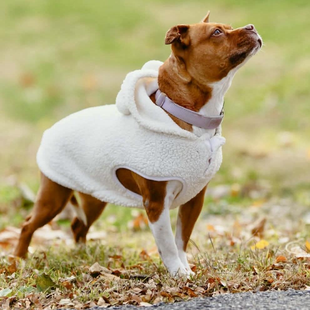 Enlarge Mabel, a Adoptable mixed breed in Long Island City, NY image 1/6