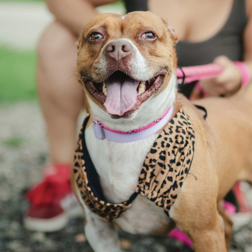 Mabel, Adoptable, Adult Female American Staffordshire Terrier & Mixed Breed.