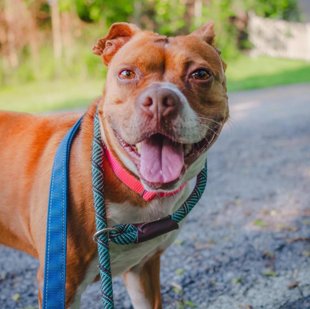 Enlarge Mabel, a Adoptable mixed breed in Long Island City, NY image 3/6