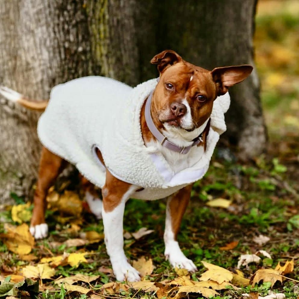 Enlarge Mabel, a Adoptable mixed breed in Long Island City, NY image 6/6