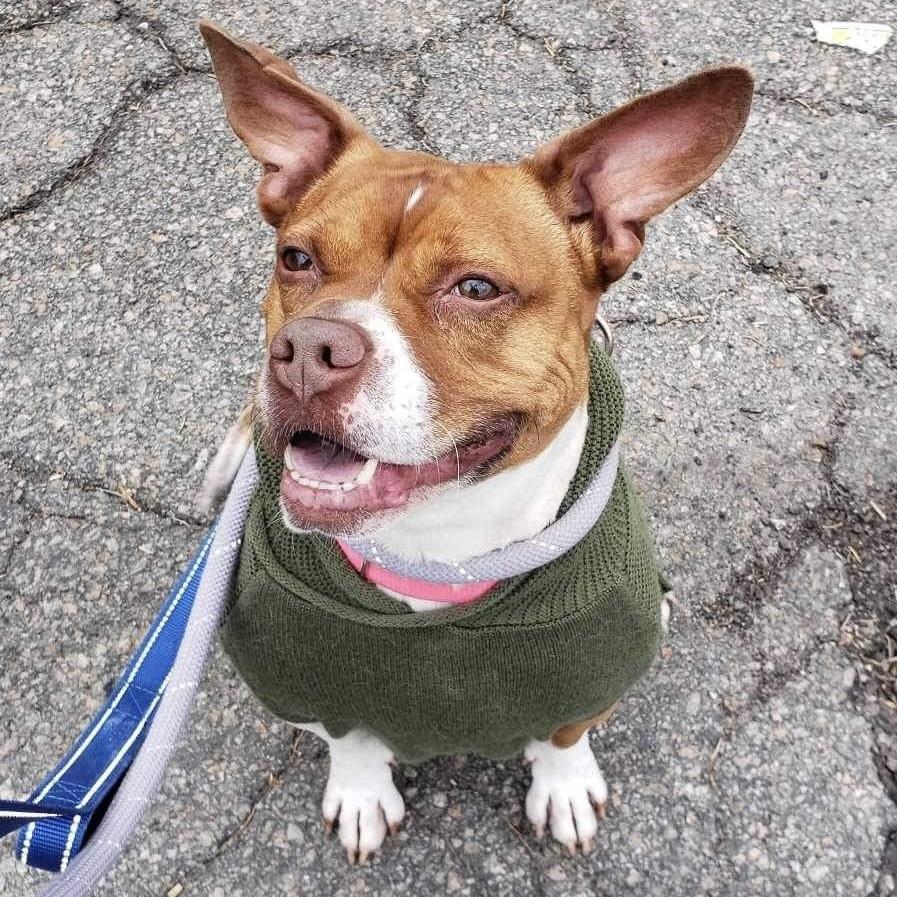 Enlarge Mabel, a Adoptable mixed breed in Long Island City, NY image 4/6