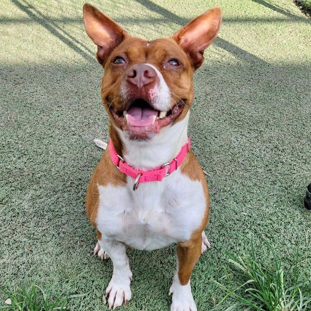 Enlarge Mabel, a Adoptable mixed breed in Long Island City, NY image 5/6