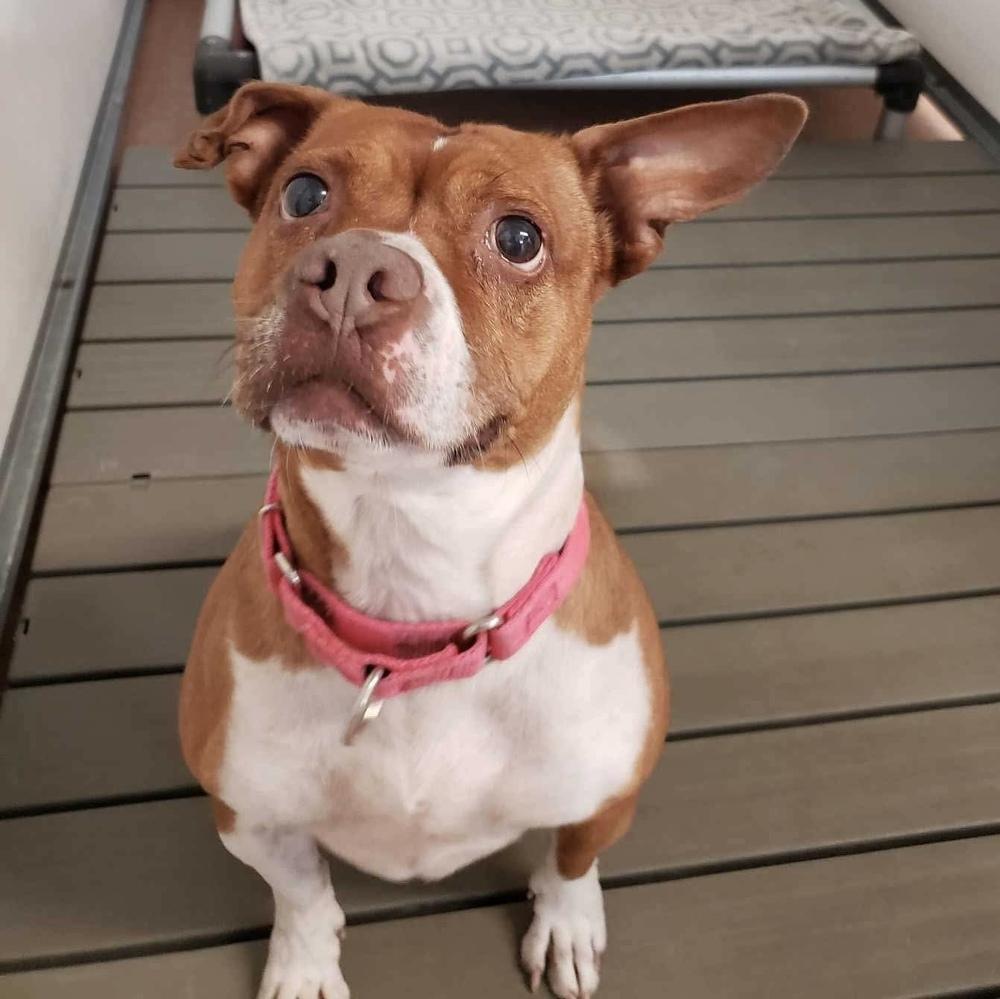 Enlarge Mabel, a Adoptable mixed breed in Long Island City, NY image 6/6