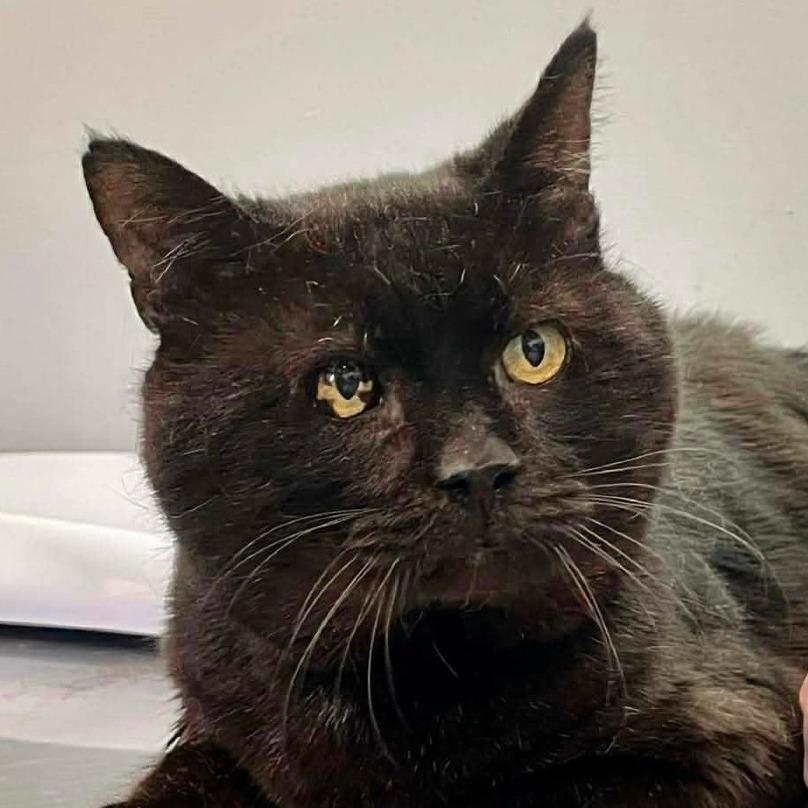 Enlarge Tony the Tiger, a Adoptable Domestic Short Hair in Fairmont, WV image 1/1