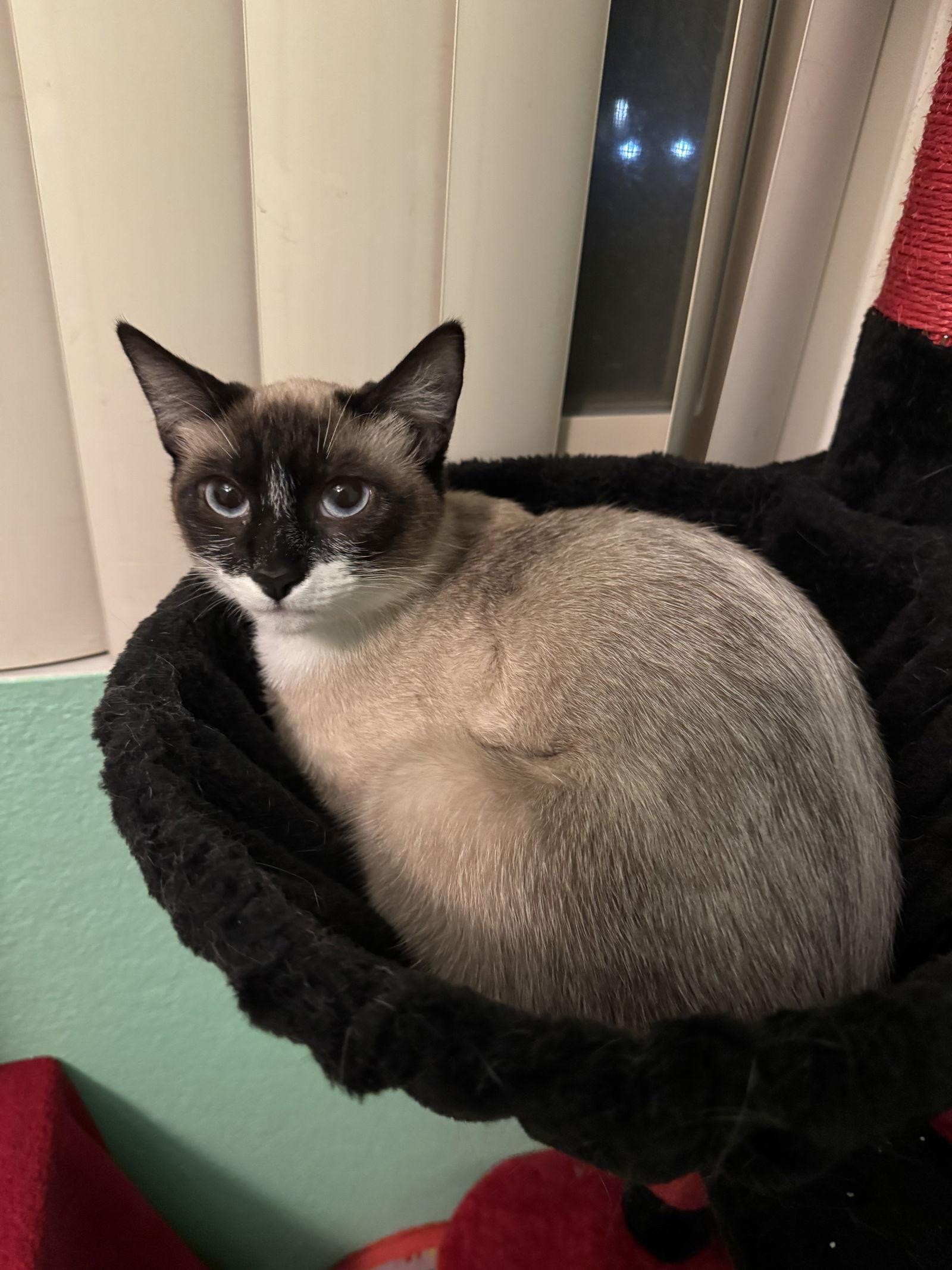 Katniss — thumbnail 2