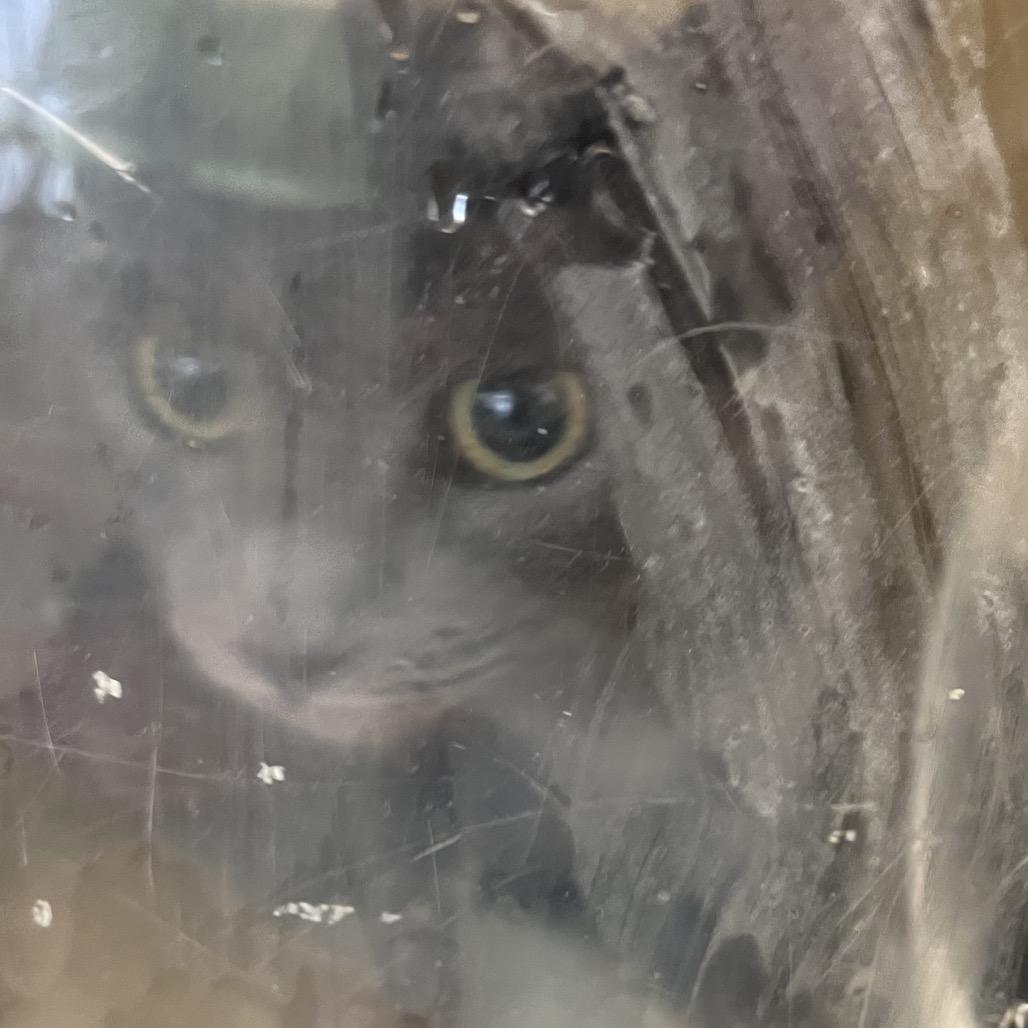 Storm, Adoptable, Adult Female Domestic Short Hair.