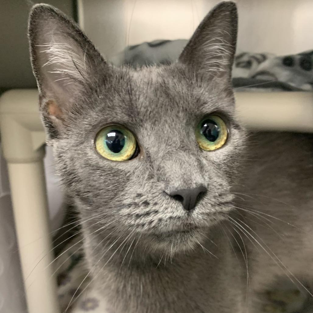 Enlarge Storm, a Adoptable Domestic Short Hair in Perkiomenville, PA image 2/2