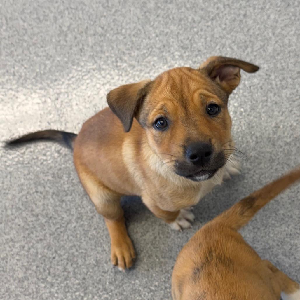 Enlarge Barking The Law, a Adoptable mixed breed in Martinsville, VA image 1/1