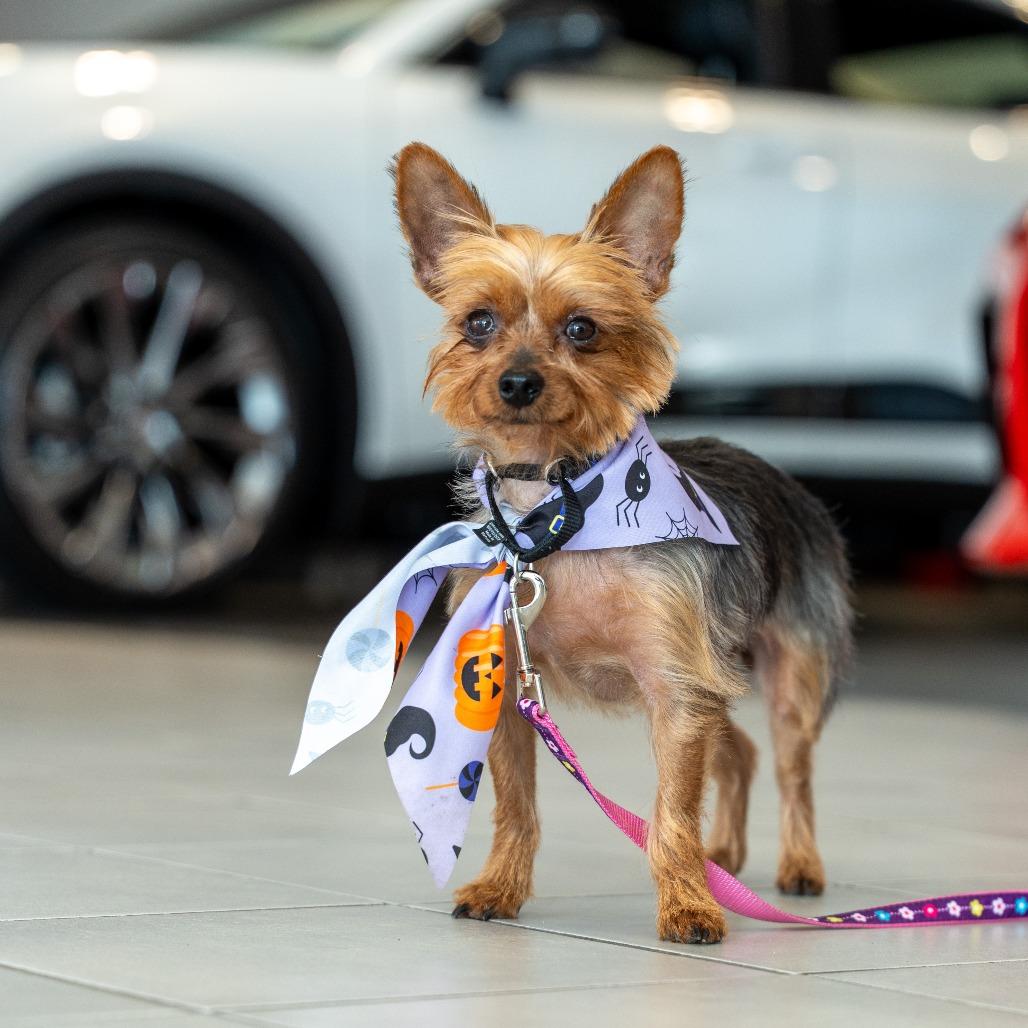 Enlarge Karlee, a Adoptable Yorkshire Terrier in Sinking Spring, PA image 1/5