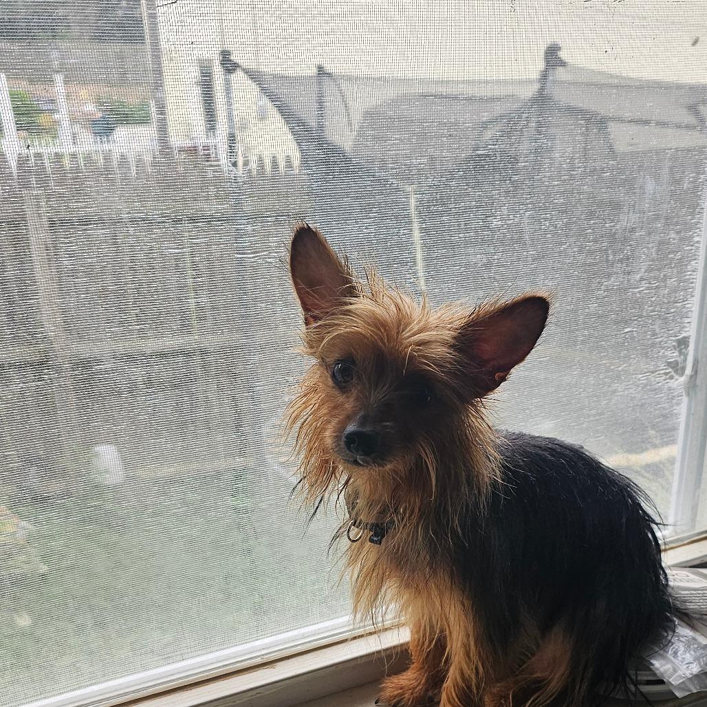 Enlarge Karlee, a Adoptable Yorkshire Terrier in Sinking Spring, PA image 2/5