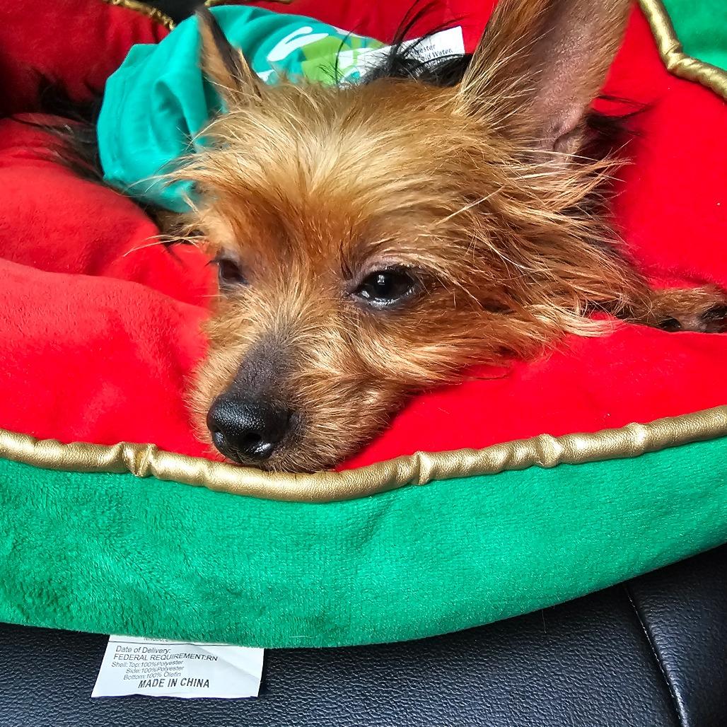 Enlarge Karlee, a Adoptable Yorkshire Terrier in Sinking Spring, PA image 3/5