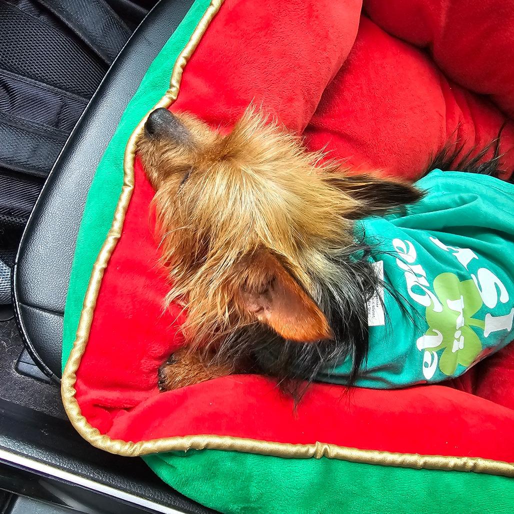 Enlarge Karlee, a Adoptable Yorkshire Terrier in Sinking Spring, PA image 4/5