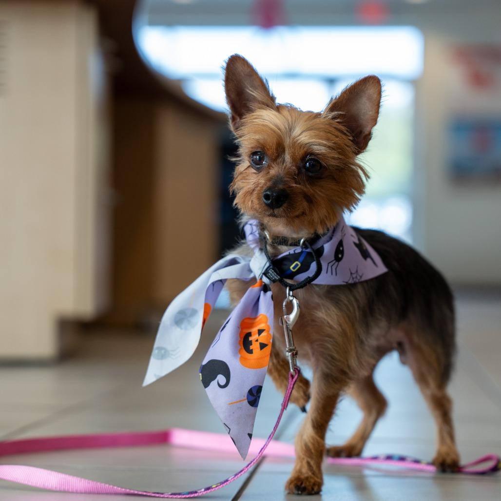 Enlarge Karlee, a Adoptable Yorkshire Terrier in Sinking Spring, PA image 5/5