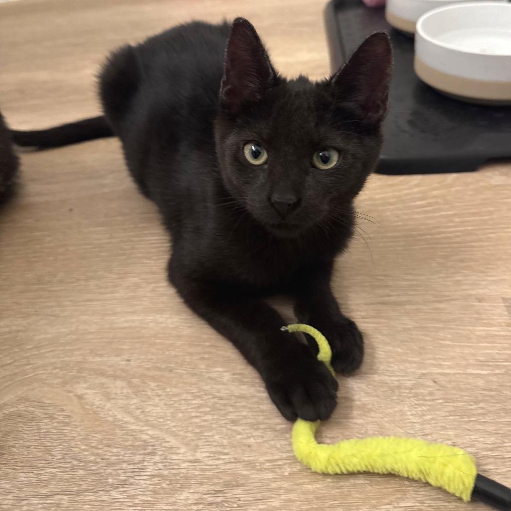 Enlarge Merlin, a Adoptable Domestic Short Hair in Folsom, LA image 1/1