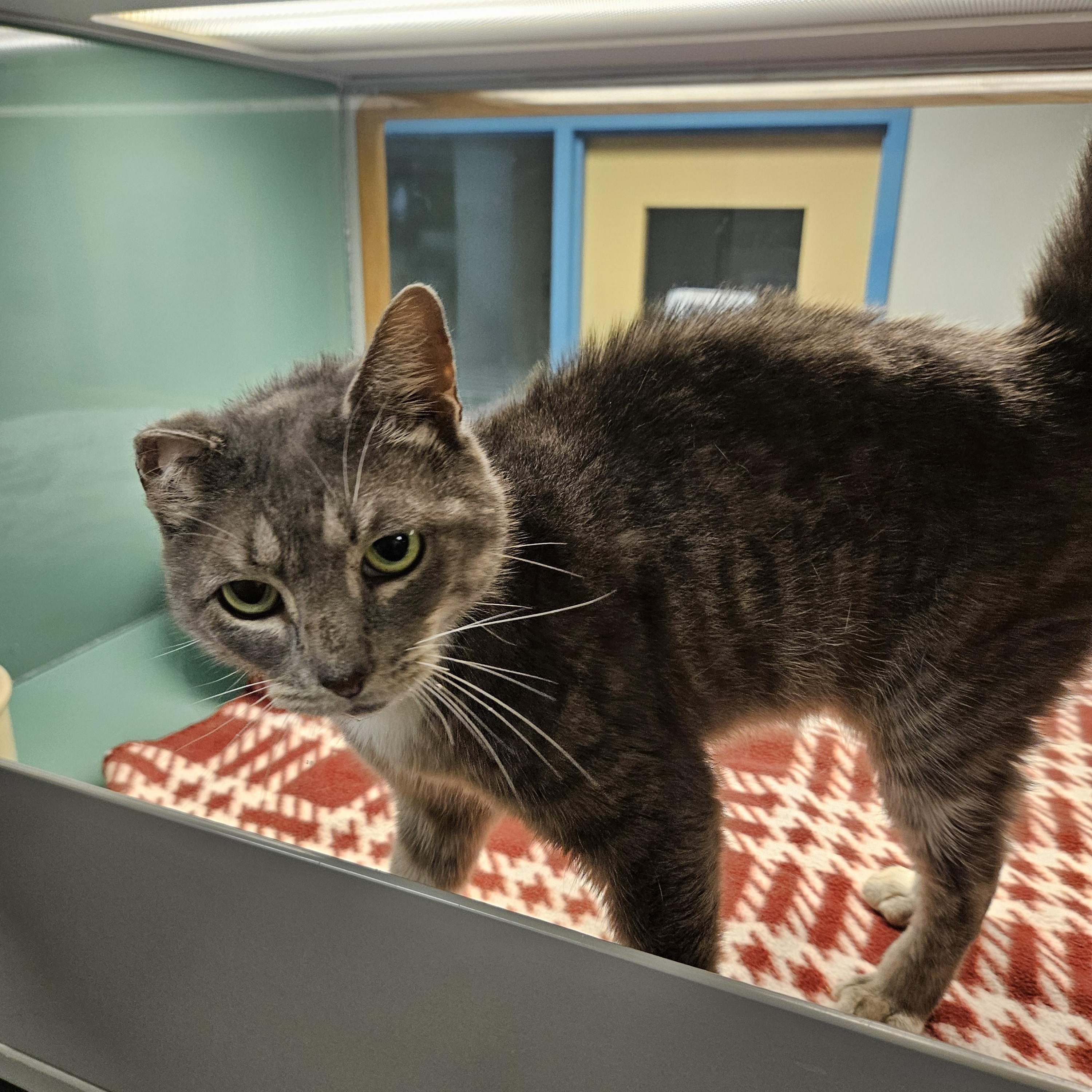 Broccoli, Adopted, Adult Male Domestic Short Hair.