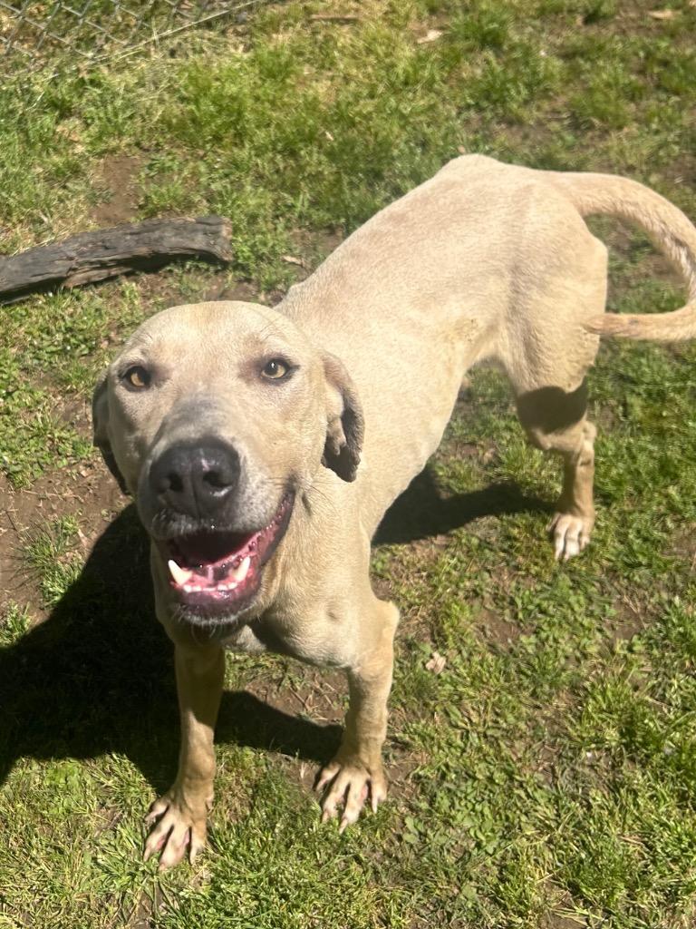 Enlarge Brooks, a Adoptable Labrador Retriever in Benton, AR image 1/4