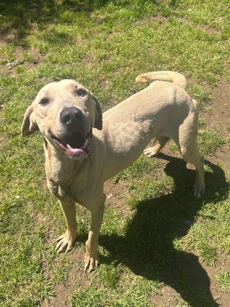 Enlarge Brooks, a Adoptable Labrador Retriever in Benton, AR image 2/4