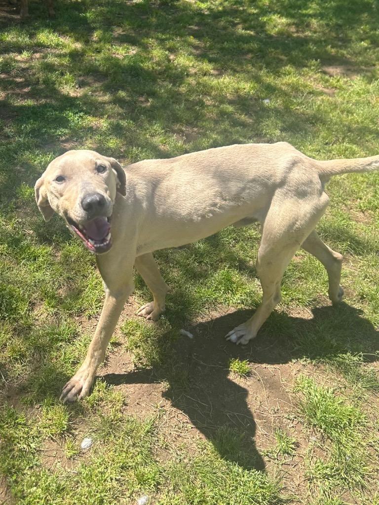 Enlarge Brooks, a Adoptable Labrador Retriever in Benton, AR image 3/4