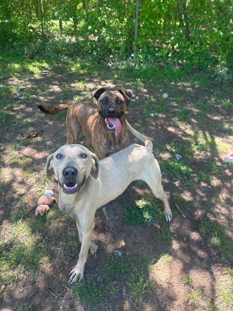 Enlarge Brooks, a Adoptable Labrador Retriever in Benton, AR image 4/4