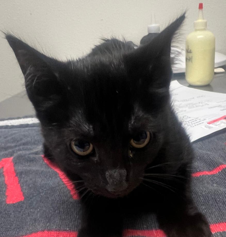 Peanut, Adopted, Young Female Domestic Medium Hair.